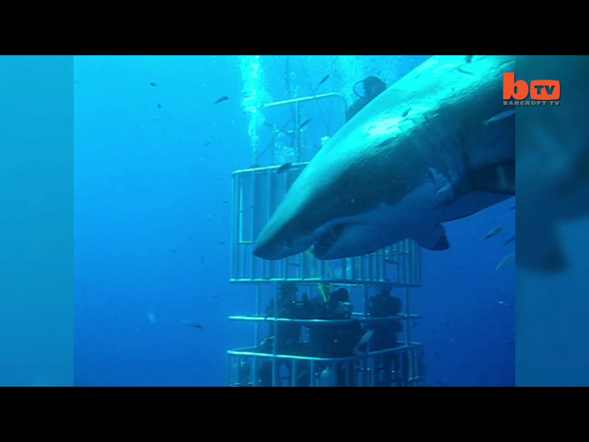 De grootste witte haai ooit gefilmd