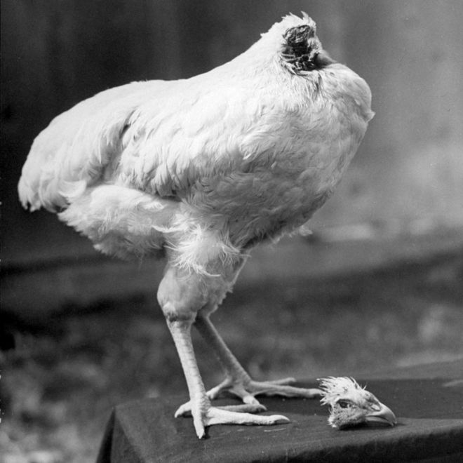 ‘Mike the Headless Chicken’ leefde nog 18 maanden