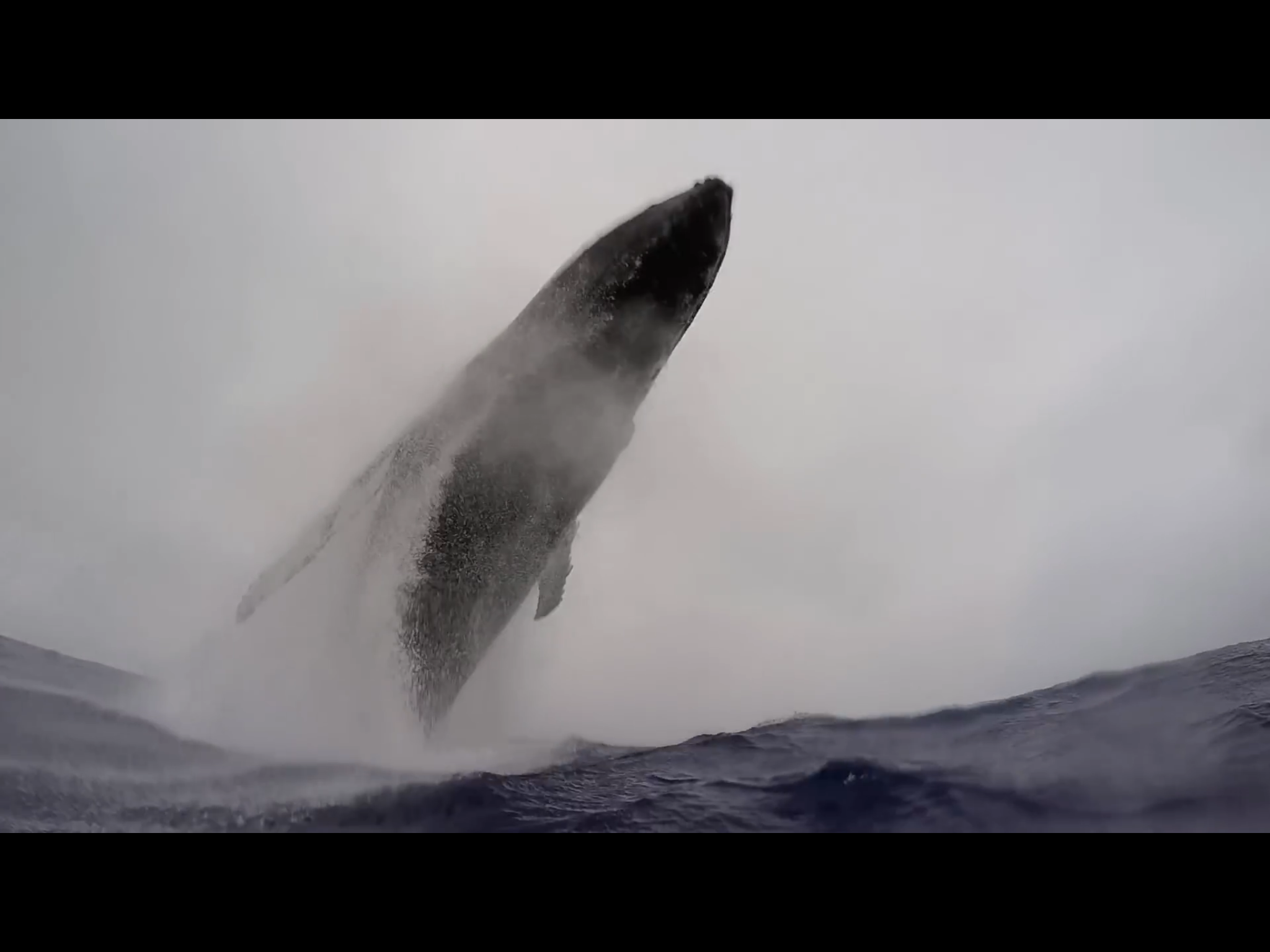 Walvis landt naast zwemmer