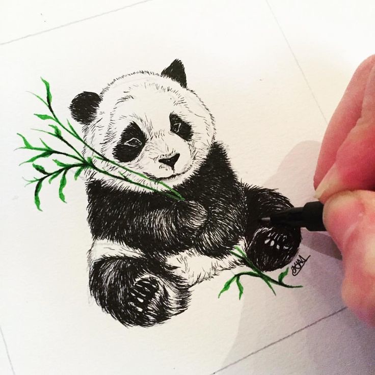 Hoe komt de panda aan z’n tekening?