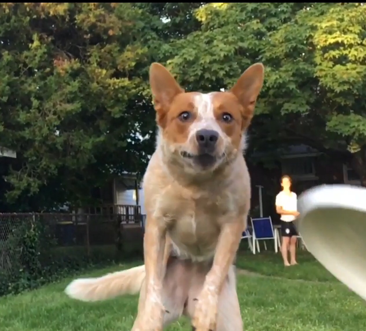 Episch grappig filmpje: hond mist frisbee in slowmotion