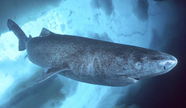 De Groenlandse haai kan ruim vierhonderd jaar oud worden